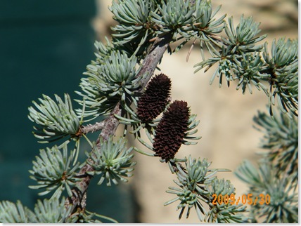 the tiniest pine cones I've ever seen