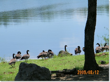 Lake Sardis geese