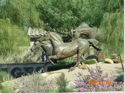 wild horses in Maricopa
