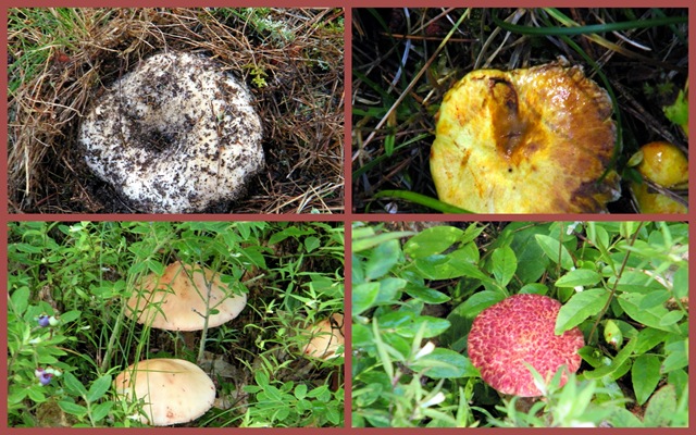 [2010 July 28 Whitefish Point Cemetery mushrooms2-1[3].jpg]