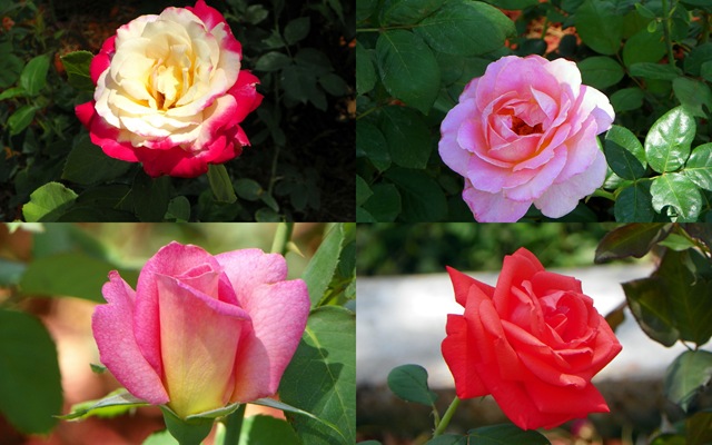 [2011 Apr 6 TOT roses1-1[3].jpg]