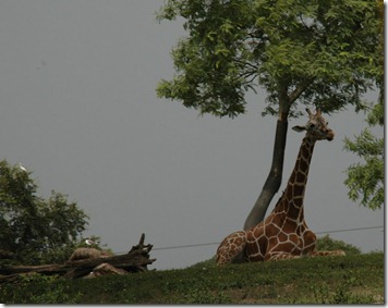 Busch Gardens 20100811-73