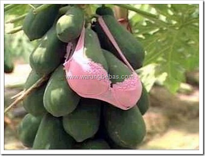 papaya with bra..