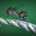 Mating Fruit Flies