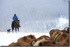 Cattle in snow