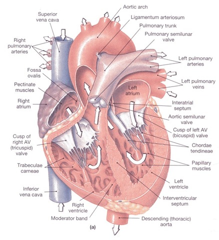 [anatomi jantung[2].jpg]