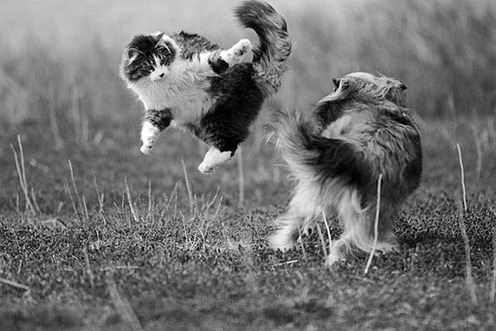 Karate-Kitties10