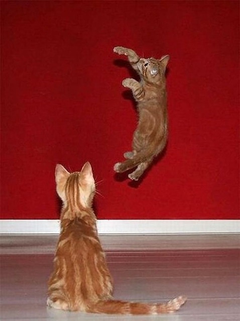 Karate-Kitties18