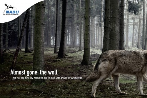 [nabuwolf-500x333[4].jpg]
