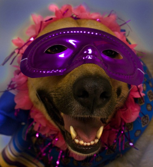 dogs-wearing-masks-golden-retriever-2