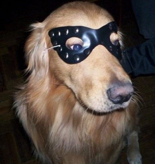 dogs-wearing-masks-golden