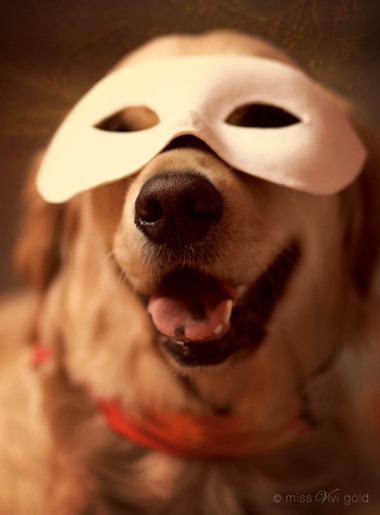 dog-wearing-mask-golden-retriever