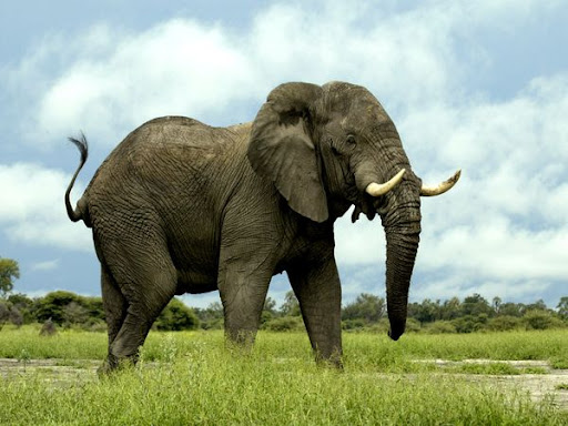 http://lh3.ggpht.com/_PQcPYfGhKuY/TWWOw-mibiI/AAAAAAAABNc/jv3tHrdxh_A/african-elephant_435_600x450.jpg