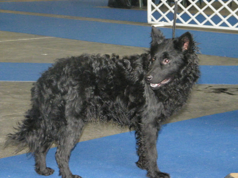 2010.11.27-28%20Bp.%20CACIB%20019.jpg