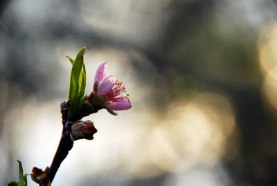 Fruit Tree in Bud -Spring