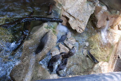 Minnesota Zoo - otters