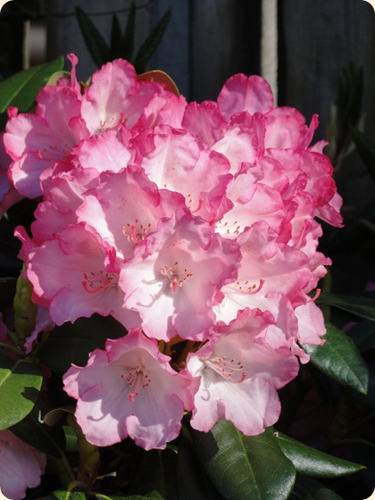 Rhododendron