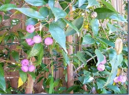 pinkfruit