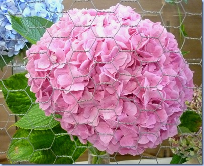 hydrangea pink