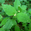 Fringed Quickweed