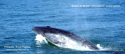 Foto 2 Baleia de Bryde curioseando nosso barco.