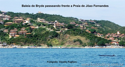 Foto 10 Baleia de Bryde en João Fernandes