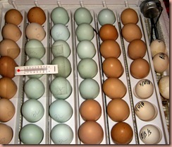 eggsinincubator