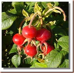 rosehip