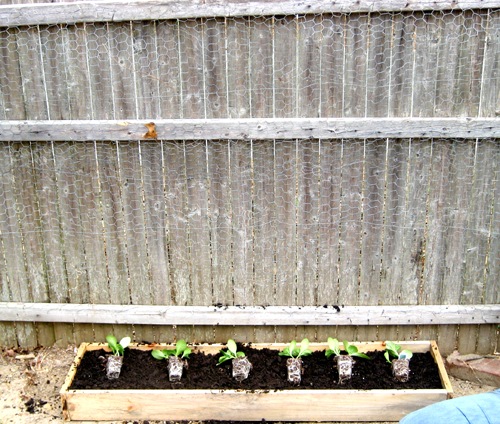 [zucchini seedlings planted[3].jpg]