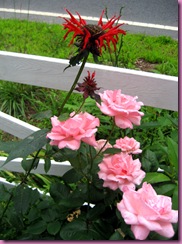 beebalm and roses