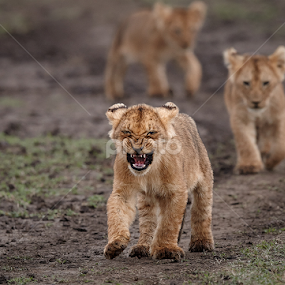 On the move ! by Andy Howe - Animals Lions, Tigers & Big Cats