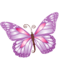butterfly (13)