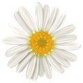 DS_All_youNeedIs_Love_Add-On_Daisy