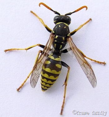 [wasp[4].jpg]