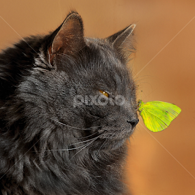 Butterfly Lullabye by Corinne Noon - Animals - Cats Portraits