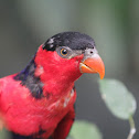 Black capped lory