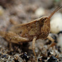 Short-Winged Grasshopper