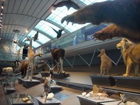 Museo de Ciencias Naturales, Bruselas