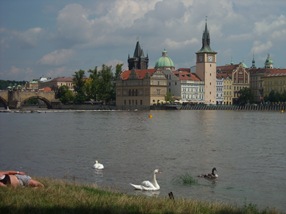 Los cisnes y la foca, Praga