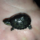 Stinkpot, common musk turtle