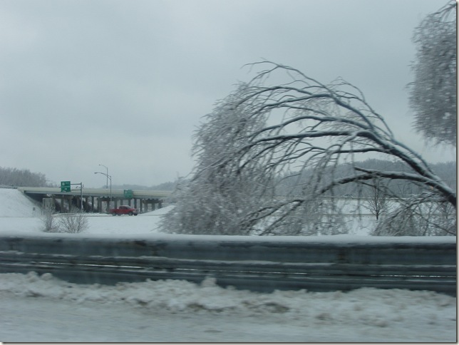 tree by route 33 entrance