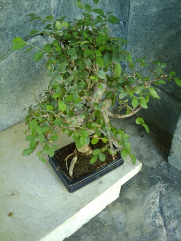 [2009-07-15 16.56.02[2].jpg]