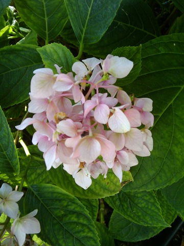 [2009-07-15 16.56.28[2].jpg]