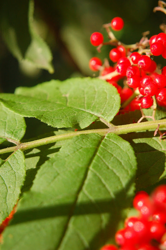 Heather of the Hills: Berries from northern Michigan