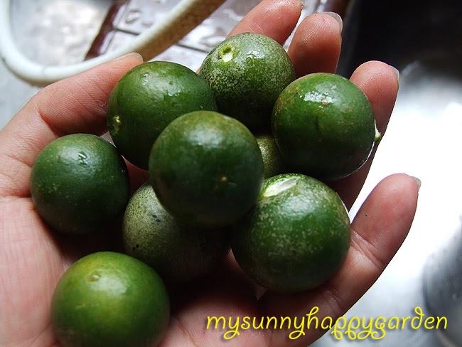 My Sunny Happy Garden: Good harvest - Calamansi lime