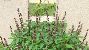 Vera\'S Lady Finger Dessert / Etiquette for Second Baby Showers (with Pictures) | eHow