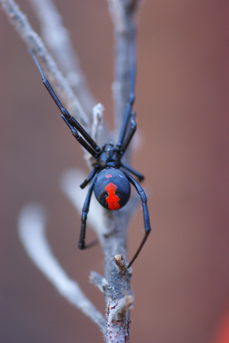 Redback Spider