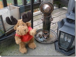Moosey-Moose Neglects His Bird Feeders - March 2011