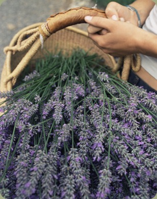 colin-brynn-lavender-harvest-vashon-washington-state-united-states-of-america-north-america