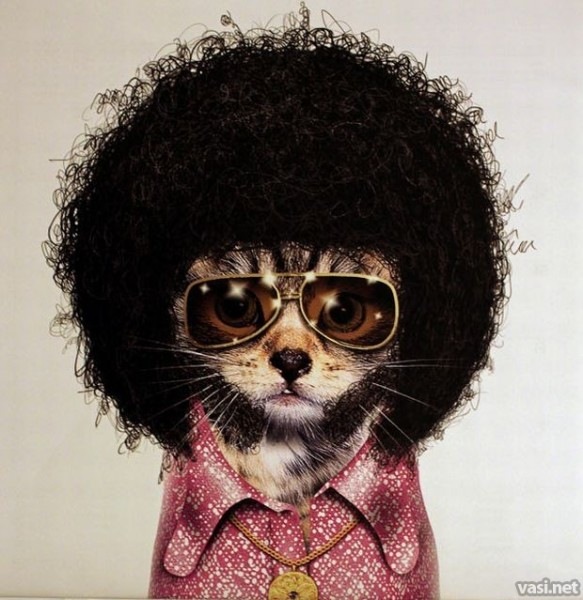 animales rockeros animales rockeros